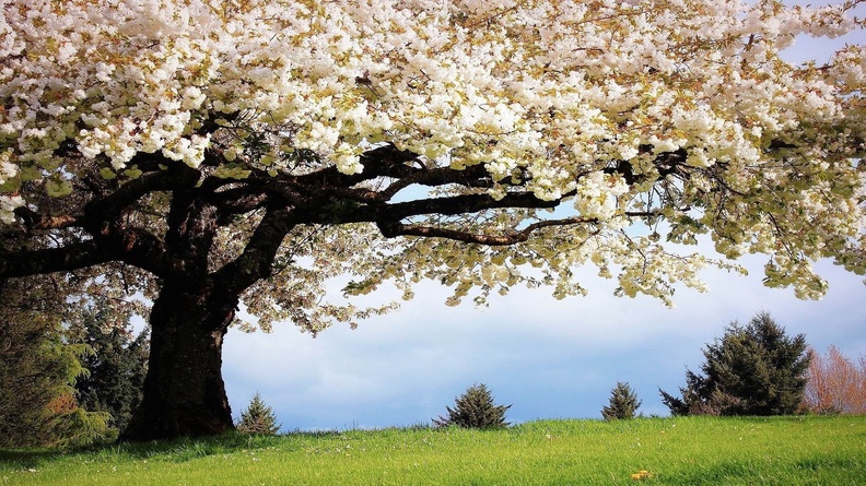 Spring Flower Tree-HD Desktop Wallpaper Wallpaper 1920x1200[10wallpaper.com]